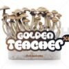 Buy 100% Mycelium Magic Mushroom Growkit Golden Teacher Online for usage with psychedelics.
