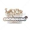100% Mycelium Magic Mushroom Growkit Cambodian