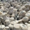 ALBINO PENIS ENVY MAGIC MUSHROOM