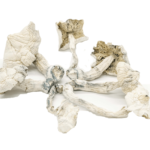 Albino Cambodians Psilocybe Cubensis