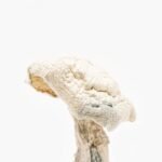 Avery Albino Magic Mushroom