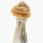 Penis Envy Mushrooms