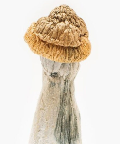 Penis Envy Mushrooms