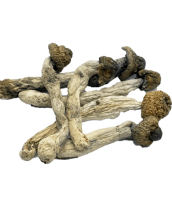 Penis Envy Psilocybe Cubensis