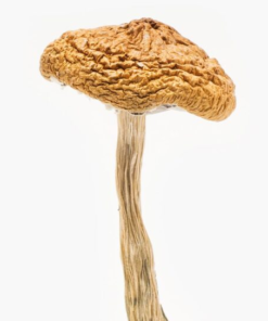 Psilocybe Cyanescens Mushroom