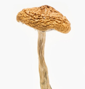Psilocybe Cyanescens Mushroom