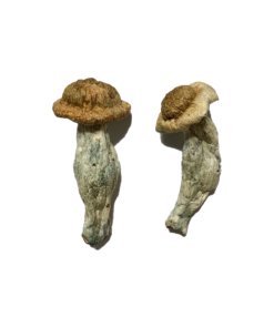 Shepherd Penis Envy Magic Mushroom