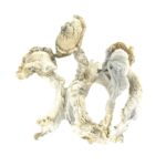 True Albino Teacher Psilocybe Cubensis (TAT)