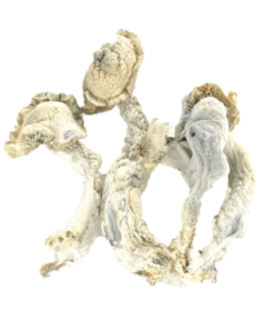 True Albino Teacher Psilocybe Cubensis (TAT)