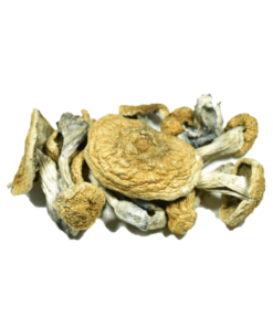 Vietnamese Psilocybe Cubensis