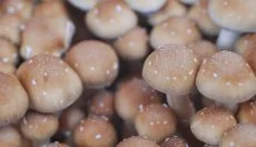 psilocybinmushroom.us